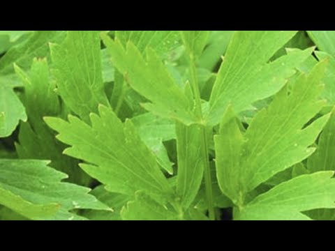 ❤️ I’m In Lovage ❤️