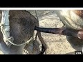 First Time Donkey 🫏 Meeting Successful Breeding Complete Process