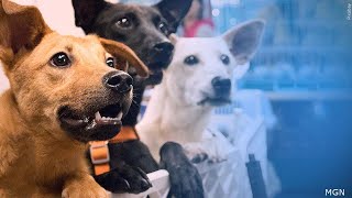 Springfield-area shelters addressing the rise in abandoned pets