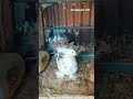 masakali kabutar video) Indian fantail fancy pigeons #shortvideo #kabutar #lakkhapigeon #viral