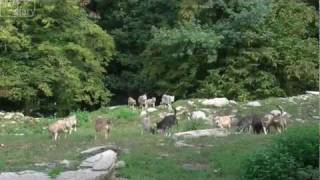 preview picture of video 'Wölfe - Wildpark Bad Mergentheim'