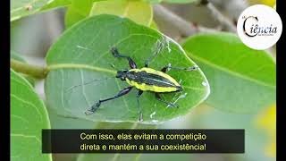 Besouros X Plantas: uma disputa mortal no cerrado.
