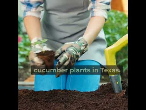 Cucumber Pests and Diseases in Texas