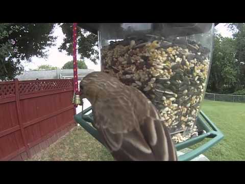 Perky-Pet 392 Feeder, Red video review thumbnail