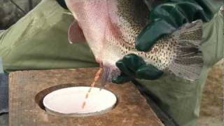 Cedar Crest Trout Farm Documentary