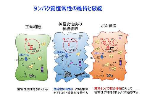 【山口大学OC2025／医学部／医学科】医化学講座紹介