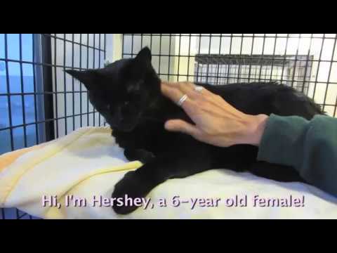 Hershey, 6-year old spayed female cat with a short, black coat