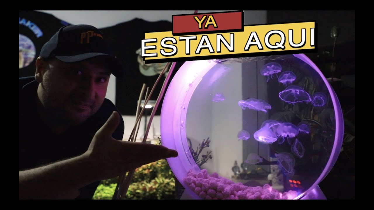 Watch LLEGARON LAS MEDUSAS||||||😍💮💮 Now LLEGARON LAS MEDUSAS||||||😍💮💮