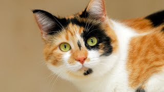 Choosing the Right Cat Brush: A Beginner's Guide