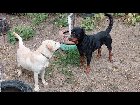 SOCIALIZARE LABRADOR 1 AN   KATHAN ROTTWEILER 3 ANI