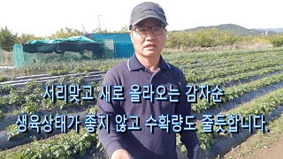 200평 감자농사 9편 서리맞고 한달된감자 생육이 불량합니다.
