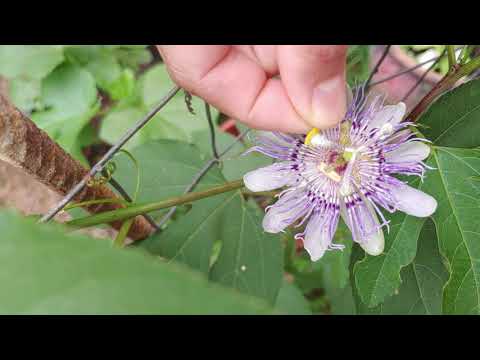 How to hand pollinate passion fruit flowers.