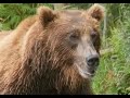 This Grizzly Buried Field Johnson, TWICE!