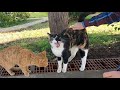 Calico Cat Meowing Very Loudly Wants To Tell Me Something