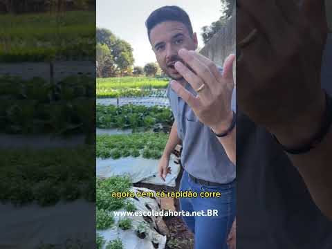 Qual cultura trás dinheiro mais rápido para a horta ? #plantas #agriculturaregenerativa #dica