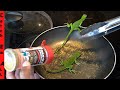 BABY IGUANA Catch And COOK How To BLOW DART