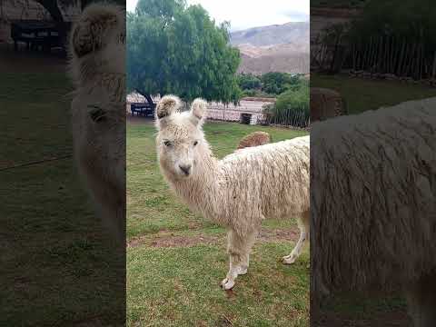 #familialucenaemaventura#purmamarca #argentina🇦🇷 #nortedaargentina #jujuy #lhama