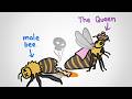 Why There Are No King Bees
