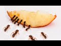 Ants Eat Apple Time-lapse
