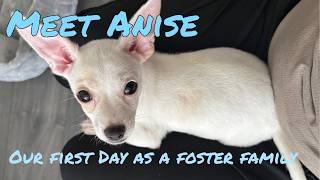 Anise’s First Day | 生後7週間のパピー, 初めてのフォスター｜Houston Lifestyle Vlog