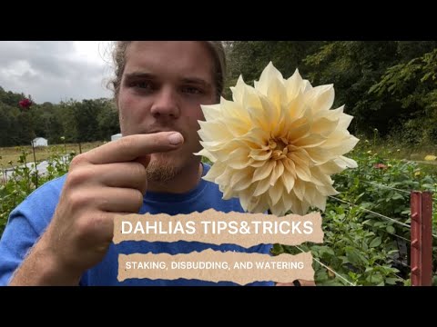 Dahlias| TIPS & TRICKS // STAKING, DISBUDDING, WATERING// better quality dahlias