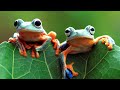 Frog Sounds Relaxing Music Therapy ASMR | Love Nature