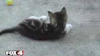 Двуногий котенок по кличке Грейси