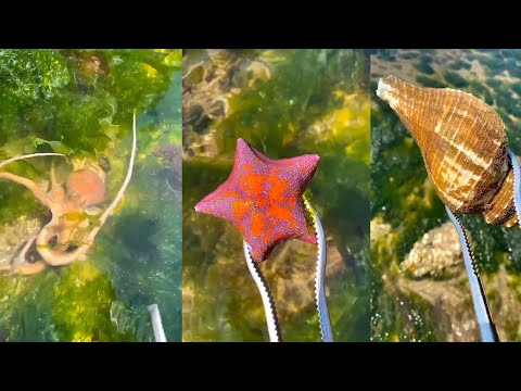 Catch Sea Fish Fishman Catching Mudskipper Crab Sea Scallop 🦐🦀Gather seafood Catching Seafoods #007