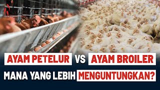 Download lagu WAJIB TAU! Lebih Untung Ternak Ayam Broiler atau Petelur? mp3
