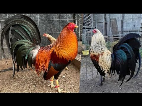 top 7 beautiful chicken breeds