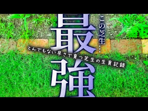 種から芝生を蒔く時期と方法は?適切な期間とその手順! 庭園