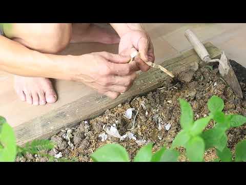 Ba Làm Vườn (30/09/2021)