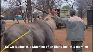 Download lagu Eland Bull Loaded mp3