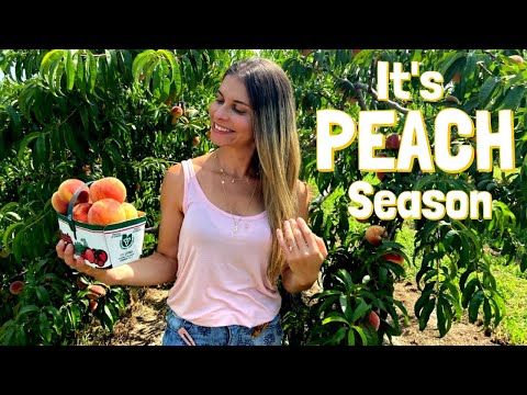 Visiting A Peach Farm | Pick Your Own Peaches and Farmer's Market Goodies In Niagara On The Lake