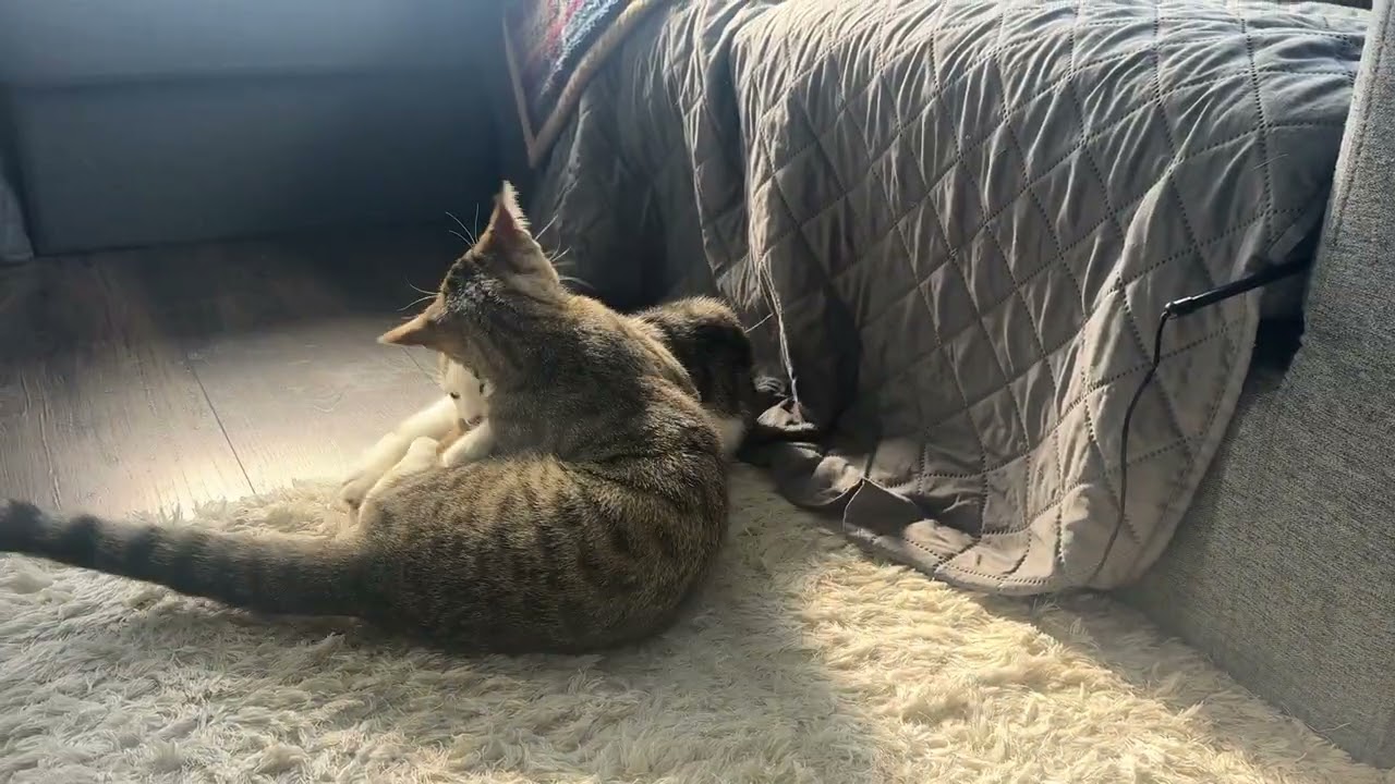 Enlarge Strawberry & Raspberry, a Adoptable Domestic Short Hair in Manchester, CT video 6/6