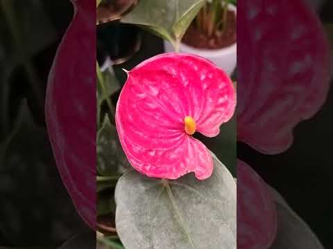 Real Flower #flowers #shorts