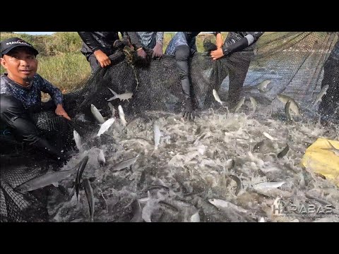 EP849-P1 - Bangus Harvest | Occ. Mindoro