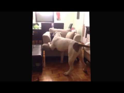 Baloo continues to cry.