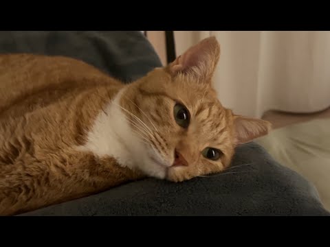 나는 아무 생각이 없다