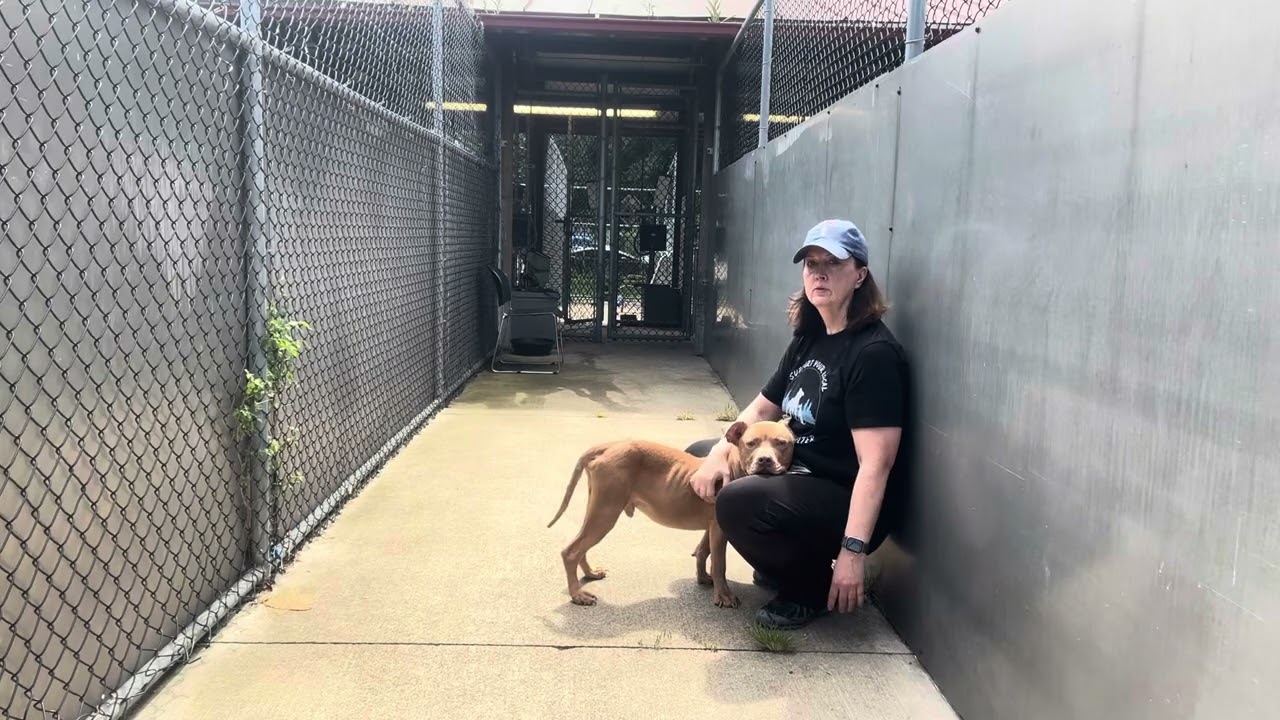 Enlarge Parcheesi, a Adoptable Pit Bull Terrier in Chicago, IL video 5/5