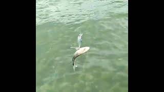 baby Gt 😘  #gomoku dense #ultralight #fishing #okuma altera ate20 #pioner crossfire