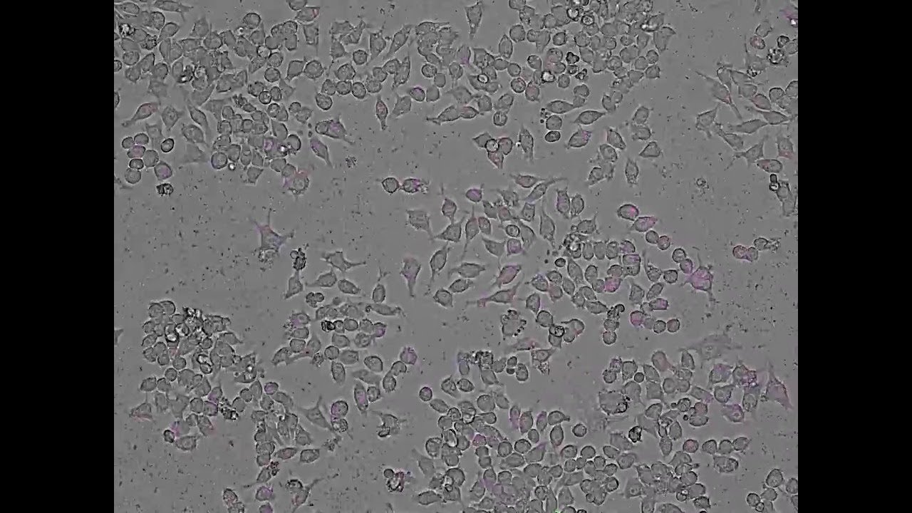 Fluorescence activation of pHrodo Deep Red E. coli BioParticles during phagocytosis