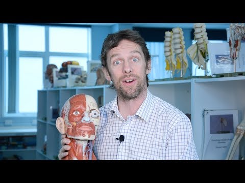 Muscles of facial expression (anatomy)