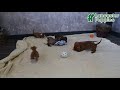 Miniature Dachshund dogs for sale: Maverick - Video 1