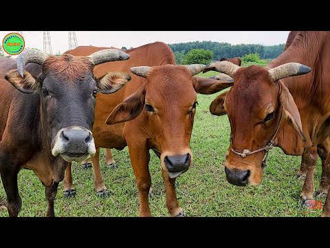 bài hát con bò  -  nhạc con bò sôi  động -  đi chăn bò cầm cây roi thật to - liên khúc nhạc con bò