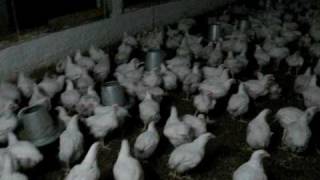 preview picture of video 'Chicken farm Pakistan'