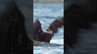 Quando o inesperado acontece!  #humor #animals