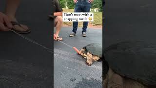 Don’t Mess with a Snapping Turtle #shorts #turtle #animals#lol #funny #meaning #crazy