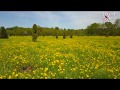 Flying Low Where The Bumblebees Go