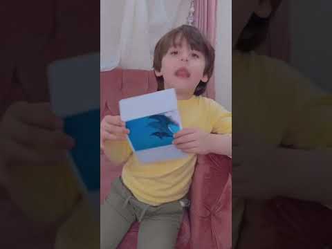 Dolphins 🐬 with omran